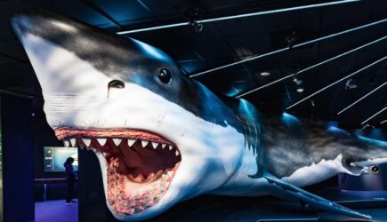 Sharks! The Meg, The Monsters & The Myths