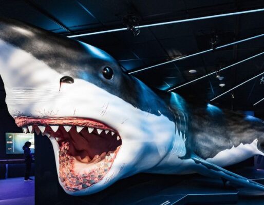 Sharks! The Meg, The Monsters & The Myths
